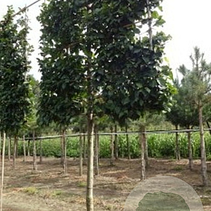 Carpinus betulus 16-18 HO draadkluit 200 cm stam LEIVORM