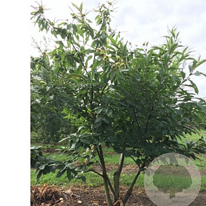 Castanea sativa 300-350 cm draadkluit meerstammig