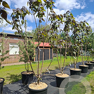 Catalpa erubescens 'Purpurea' 250-300 cm cont. 150L meerstammig
