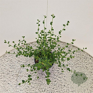 Ceanothus thyrsiflorus repens 25-30 cm 2,5L