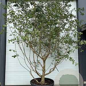 Chionanthus retusus 200-250 cm 50L