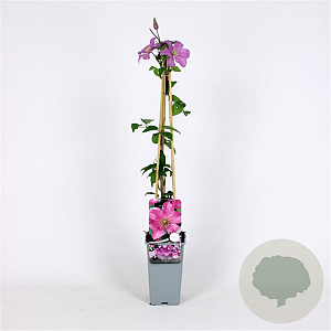 Clematis 'Comtesse de Bouchaud' 70 cm 2,0L