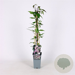 Clematis 'Elizabeth' 70 cm 2,0L