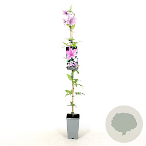 Clematis 'Hagley Hybrid' 80-100 cm 2,5L