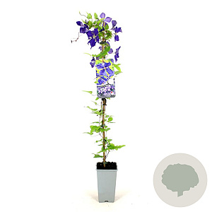 Clematis 'Jackmanii' 80-100 cm 2,5L