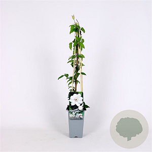 Clematis 'Miss Bateman' 70 cm 2,0L