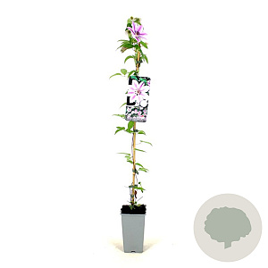 Clematis 'Nelly Moser' 80-100 cm 2,5L