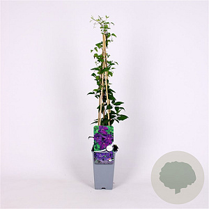 Clematis 'Polish Spirit' 70 cm 2,0L