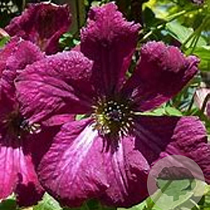 Clematis 'Rubra' 80 cm rozenpot 2L