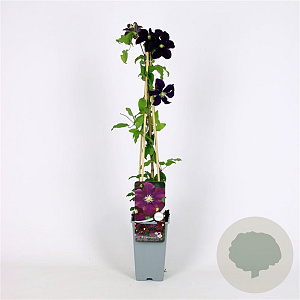 Clematis 'Warszawska Nike' 70 cm 2,0L