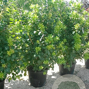 Cotinus coggygria 'Flame' 300-350 cm cont. 110L