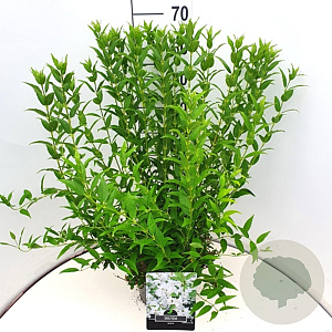 Deutzia gracilis 60-80 cm 10L