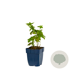 Deutzia gracilis 80-100 cm 12L kegel