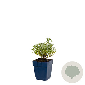 Enkianthus campanulatus 150-175 cm 20L