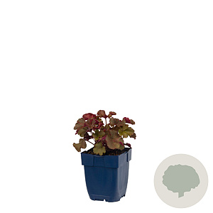 Escallonia laevis Pink Elle 100-125 cm 20L