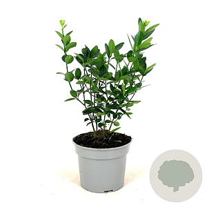 Euonymus japonicus GM 7,5L