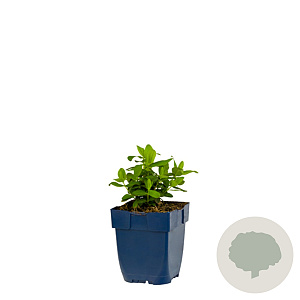 Exochorda Snow Day Blizzard 125-150 cm 20L 1 stok