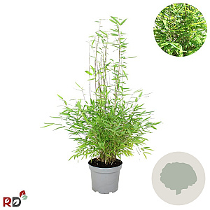 Fargesia nitida 'Gansu 95/2' 60-80 cm 5,0L