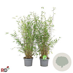 Fargesia nitida 'Gansu 95/2' 80-100 cm 5,0L