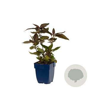 Fatsia japonica 'Spider's Web' 60-80 cm 20L breed