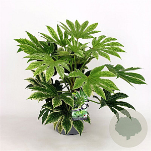 Fatsia japonica 'Spider's Web' GM 1.5