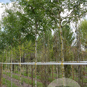 Gleditsia triacanthos inermis 12-14 HO draadkluit