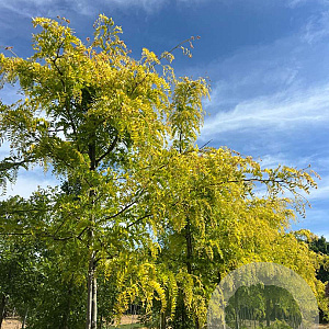 Gleditsia triac. 'Sunburst' 14-16 HO draadkluit