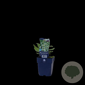 Hedera colchica 'Dentata Variegata' 200-250 cm 30L 3 stok