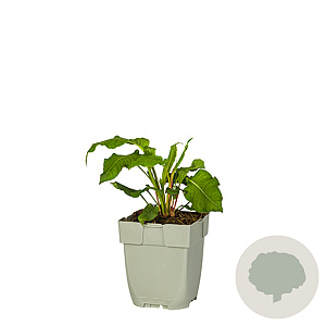 Heptacodium miconioides 175-200 cm draadkluit