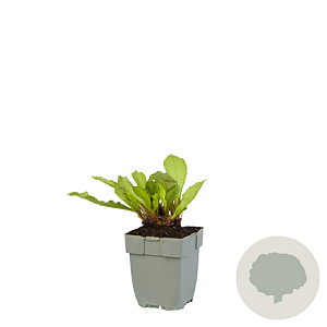 Hovenia dulcis 60-80 cm 20L breed