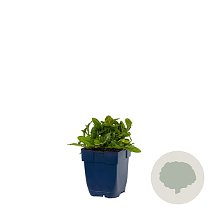 Hovenia dulcis 175-200 cm 50L