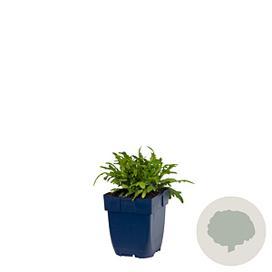 Hovenia dulcis 200-250 cm 50L