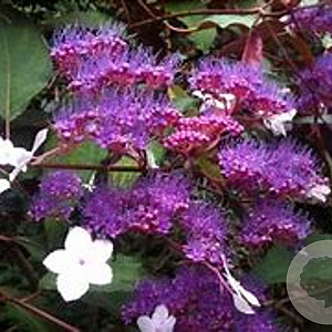 Hydrangea asp. 'Rosemary Foster' 50-60 cm 20L