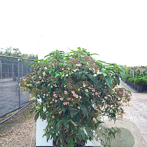 Hydrangea villosa 100-125 cm 50L