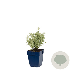 Hydrangea macrophylla 'Madame Emile Mouillère' 80-100 cm 20L