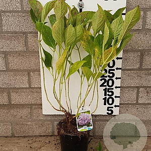 Hydrangea m. 'Bouquet Rose' 25-30 cm 2,0L