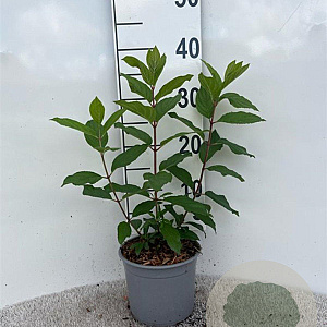 Hydrangea pan. 'Grandiflora' 30-40 cm 2,0L