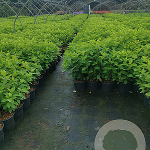 Hydrangea pan. 'Limelight' 30-40 cm 2,0L