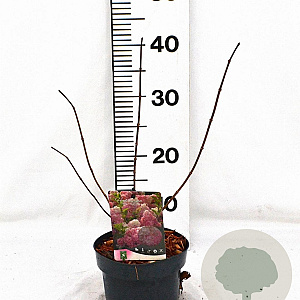 Hydrangea pan. Vanille-Fraise 30-40 cm 2,0L