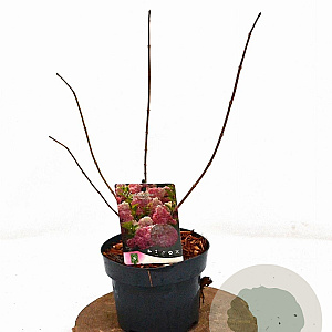 Hydrangea pan. Vanille-Fraise 30-40 cm 2,0L