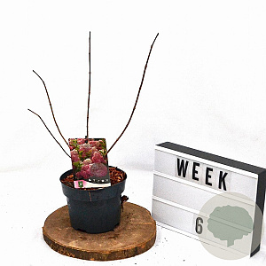 Hydrangea pan. Vanille-Fraise 30-40 cm 2,0L