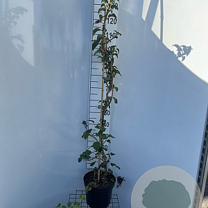 Hydrangea anomala petiolaris 125-150 cm 7,5L