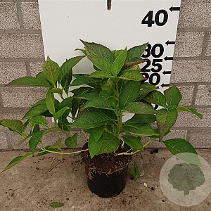 Hydrangea s. 'Bluebird' 20-25 cm 2,0L