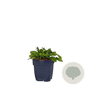 Ilex aquifolium 175-200 cm 20L