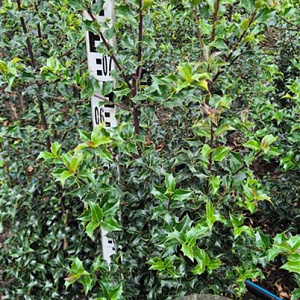 Ilex aquipernyi Dragon Lady 80-100 cm met kluit