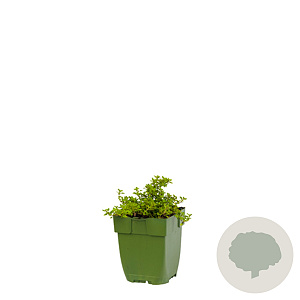 Ilex crenata 'Kimmei' 125-150 cm cont. 110L breed