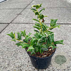 Ilex 'Indian Chief' 25-30 cm 3,0L