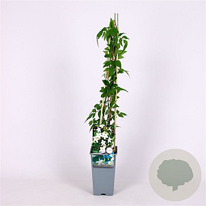 Jasminum officinale 70 cm 2,0L