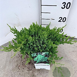 Juniperus procumbens 'Nana' 25-30 cm 3,0L