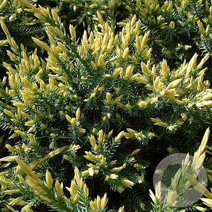 Juniperus squamata 'Holger' 30-40 cm 5,0L